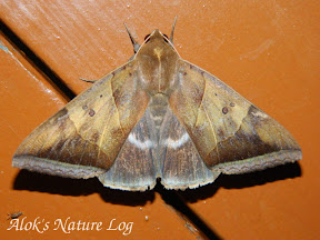 Erebidae, Erebinae, Ophiusini, Artena dotata