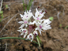 Allium sp. (Wild onion)