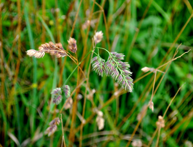 DSC_1214.JPG