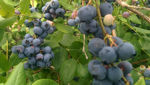 La Colline aux Bleuets