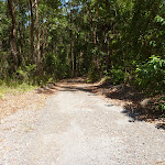 Wide trail in Blackbutt Reserve (401440)