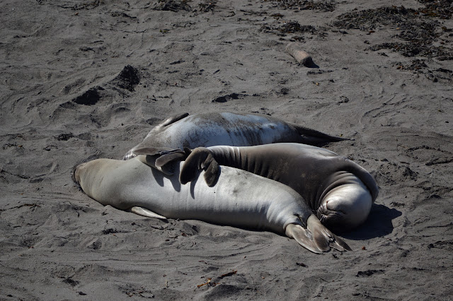 set of three elephant seals