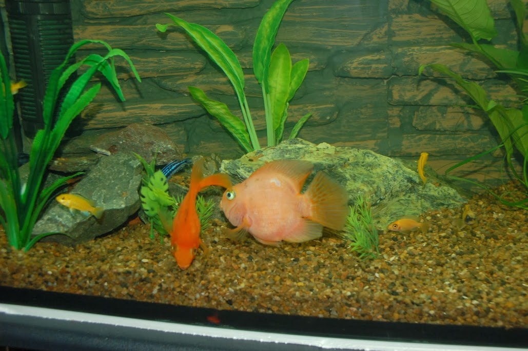 DSC_7454.JPG
