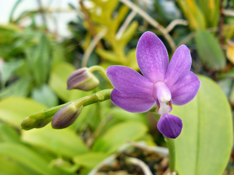 Phalaenopsis Purple Martin P1040639