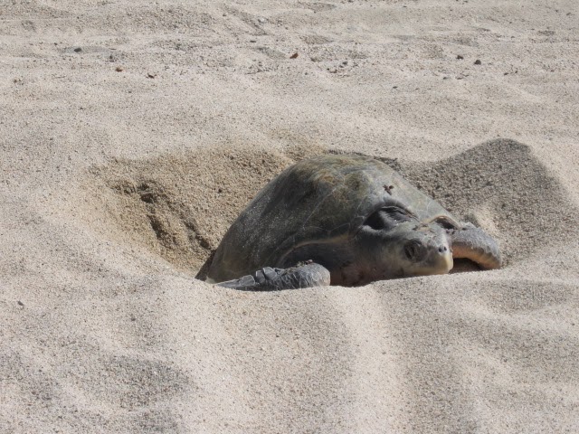 Turtle laying eggs