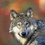 soul wolf's user avatar
