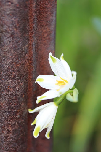 snowbells against a wrought-iron fence