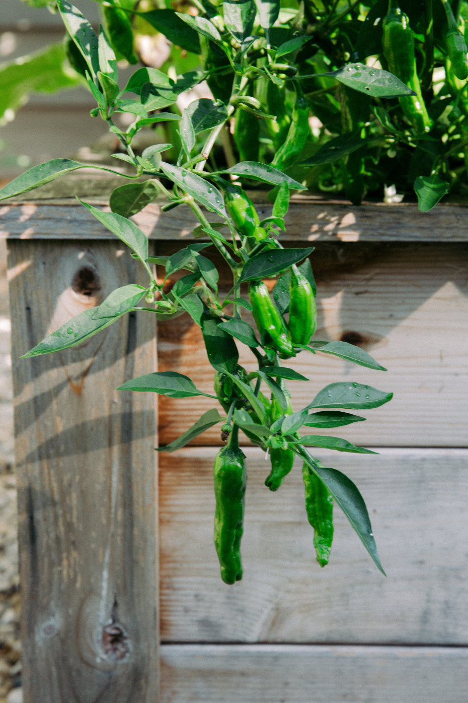 Shishito Pepper