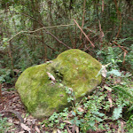 moss covered rock (60446)