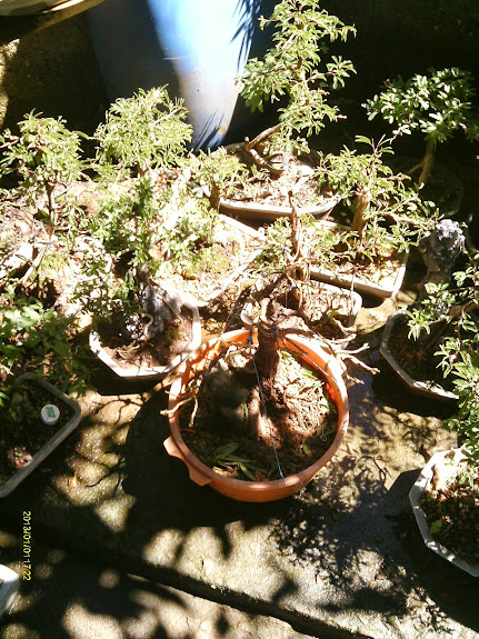 Ficus Nerifolia Reforma... IMAG0245