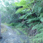 Ferns by the trail (153019)