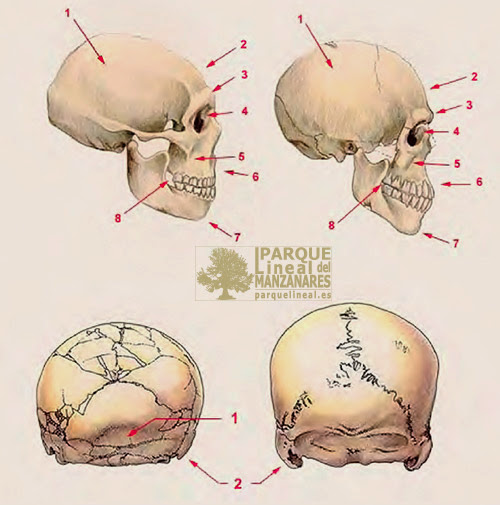 Comparación del cráneo neandertal y sapiens. Juan Luis Arsuaga.