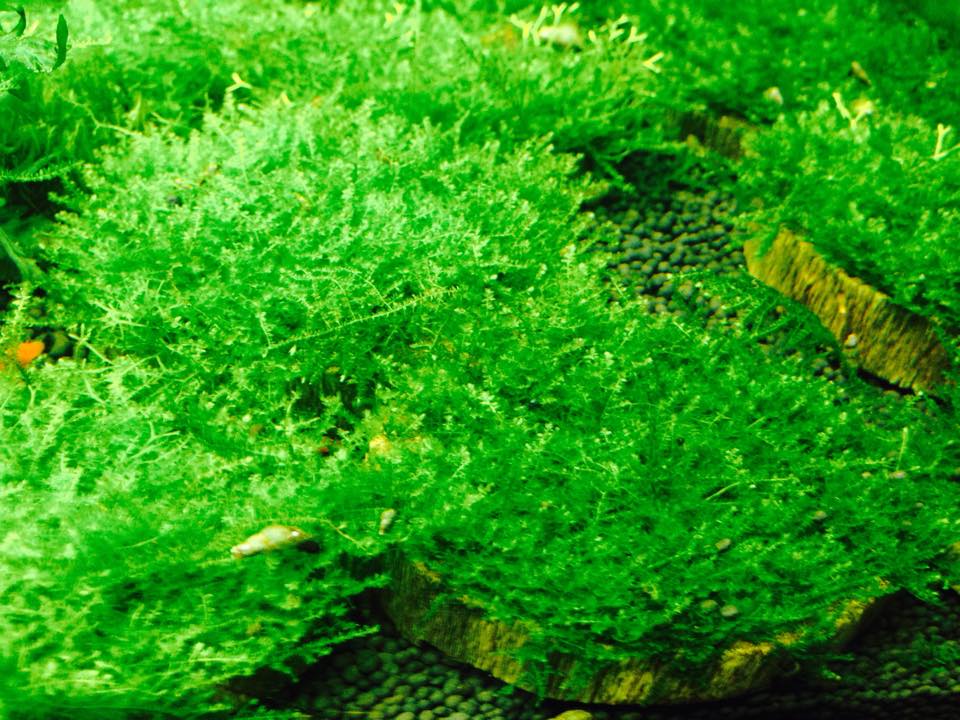 Tạp hóa thủy sinh - rêu Mini Taiwan