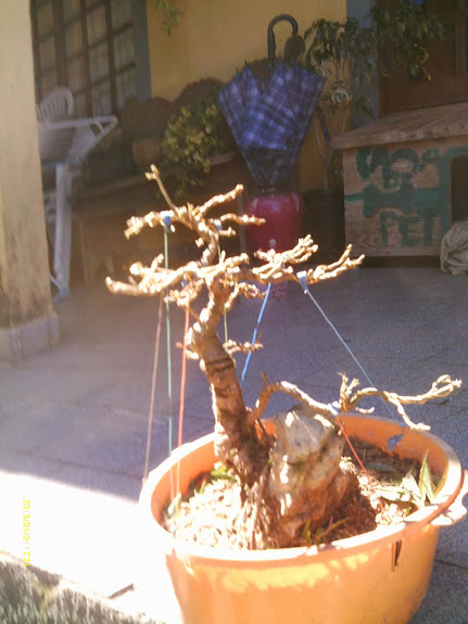 Ficus Nerifolia Reforma... IMAG0241