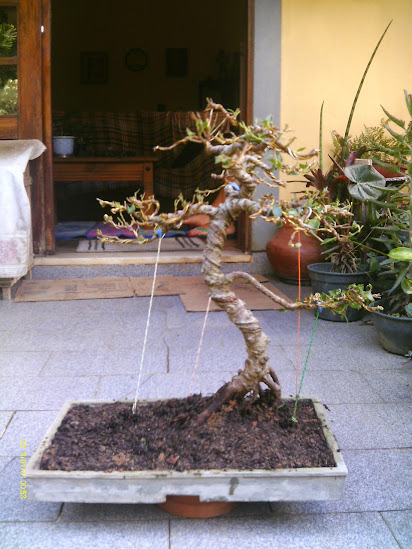 Ficus Microcarpa Tiger Bark DESASTRE!!!!!!!!!!!!!!! IMAG0290