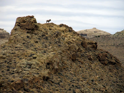 Bighorn sheep