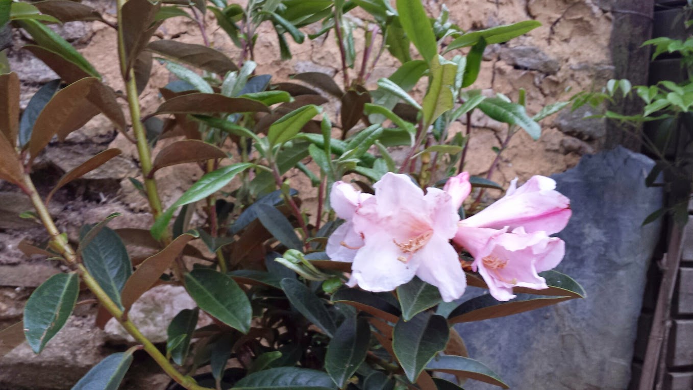 Rhododendron - espèces, variétés, floraisons - Page 5 20150508_200544