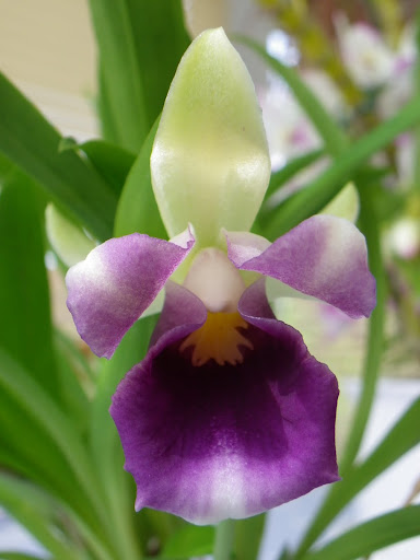 Cochleanthes discolor IMGP5929