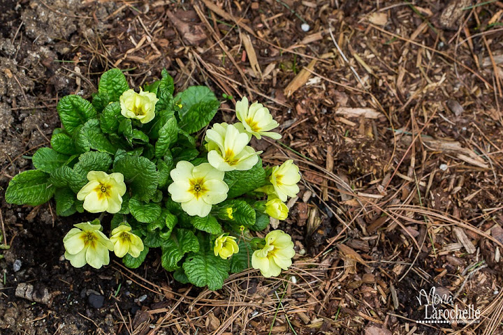 Primula Woodland Walk erreur c'est : Cheshire Life Primula-woodland-walk-140513-76rm