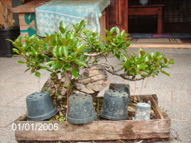 Ficus Microcarpa Tiger Bark pra reforma... PICT2543