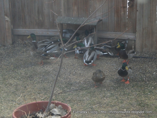 photo of ducks eating from our feeder