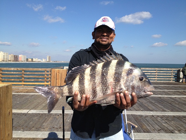 Jax Beach Pier Piling Monster - 02/11/21012 — Florida ...