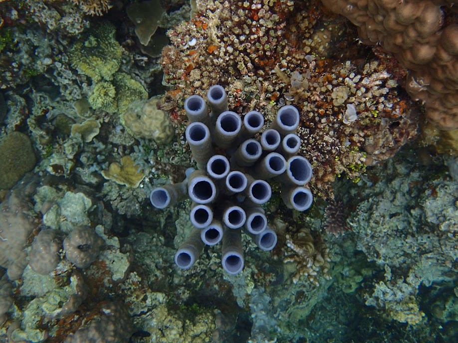 Haliclona fascigera (?) (Purple Tube or Blue-gray Tube Sponge), Sand Island, Palawan, Philippines.