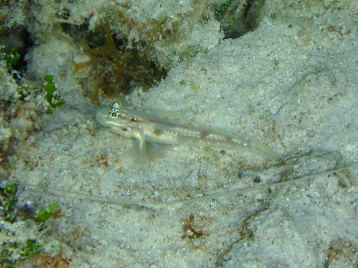 Coryphopterus glaucofraenum (Bridled Goby) near Tranquility Bay Resort.