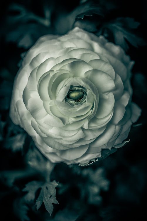 posted image