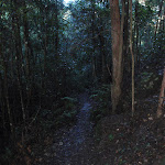 Track through dense forest (148692)