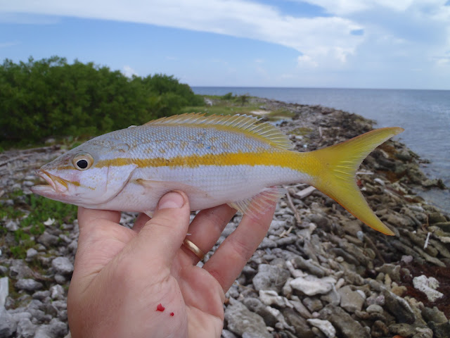Goldeneye fish, Caye Caulker, Belize Golden Eye Caye