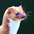 Zach Gerlock avatar image
