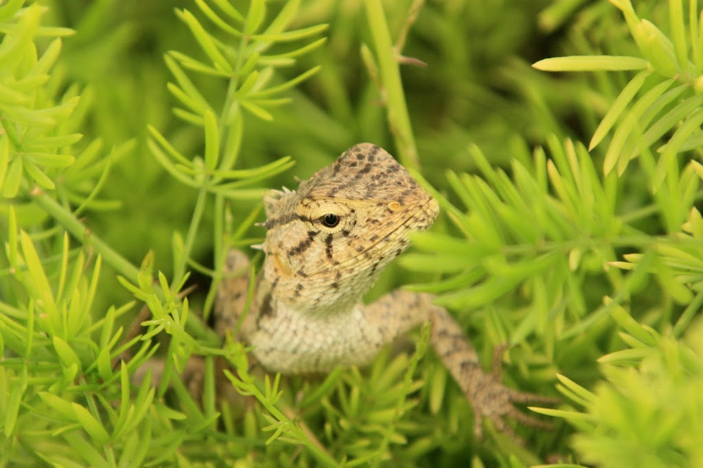 Young gecko, by Melissa Royle-Guimaraes