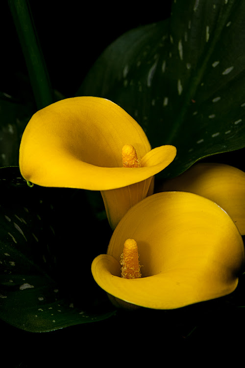 posted image