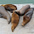 Seals at Santa Cruz Wharf