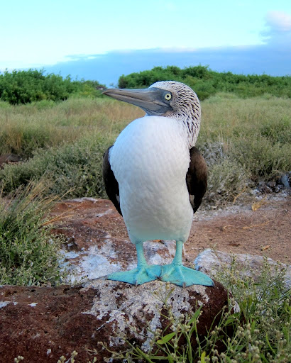 Blue footed boobies, Galapagos