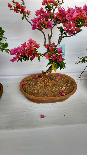 Plants Guru, House No. 2, Solapur - Pune Hwy, Shewalewadi, Maharashtra 412307, India, Landscaping_Supply_Shop, state MH