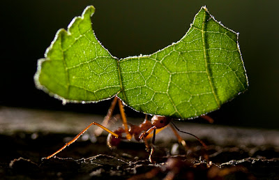 Microbes turn leaves into nutrients: a breakthrough for biofuel