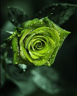 Bunga Mawar Hijau Nan Cantik