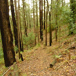 Track near Muirs Lookout Cooranbong (320072)