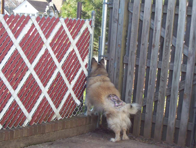 Dog with bald spot on his back.