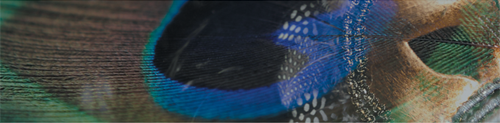 Cover photo