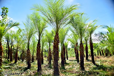 Photos of Holy Land