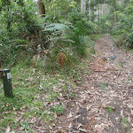 Blue Gum arrow post beside the trail (60932)