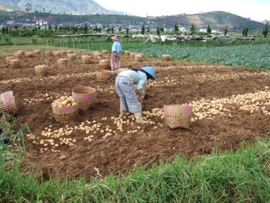 What should be planted after potatoes