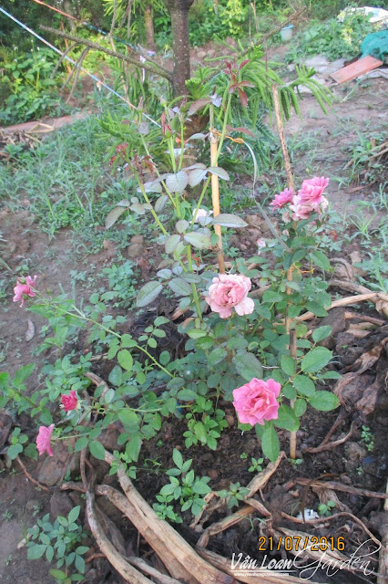 Thời gian đầu khi trồng hồng Aoi, cây nở hoa rất ít