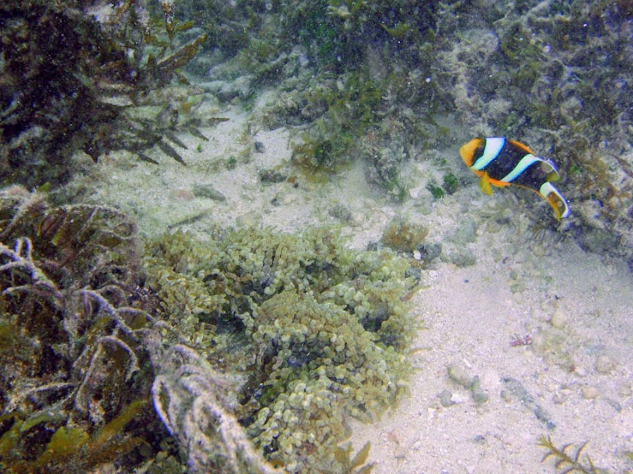 Amphiprion chrysopterus (Orangefin Clownfish) with Heteractis aurora (Beaded Anemone), Naigani Island, Fiji.