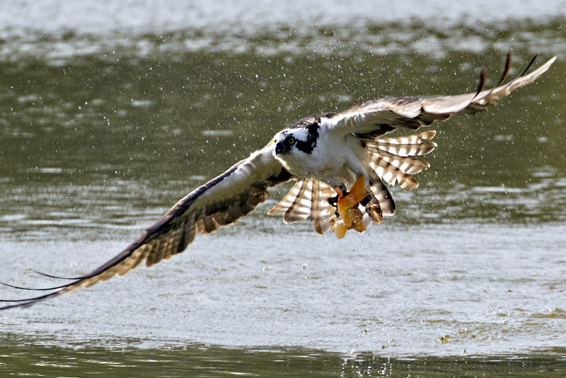 osprey toronto