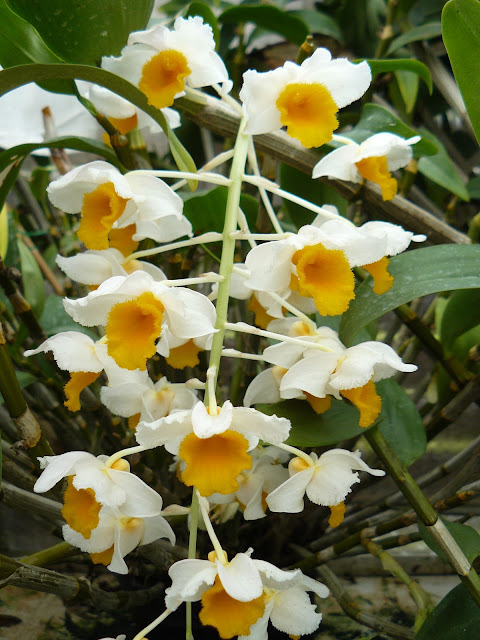 Dendrobium thyrsiflorum P1030239