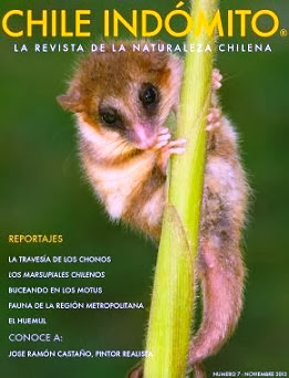 CHILE%2520INDOMITO.JPG